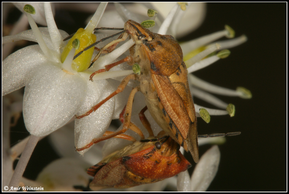 Nectar-feeding Heteroptera